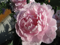 Geschenkset Rose