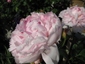 Gesichtseife Rose