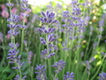 Pflegeöl Lavendel